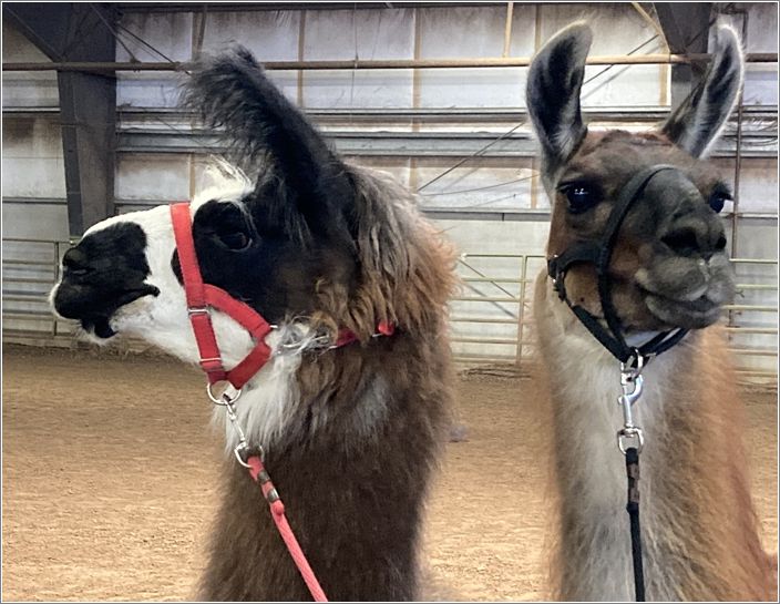 Communicative llamas. Photo: Evelyn Taylor.